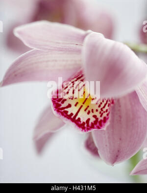 Orchidée Cymbidium, spec., détail, blossom, magenta, plante, fleur, Cymbidium hybride, chambre froide, orchidée, fleur à couper, orchid blossom, rouge, violet, beauté, doucement, et de fleurs ornementales, botanique, Banque D'Images