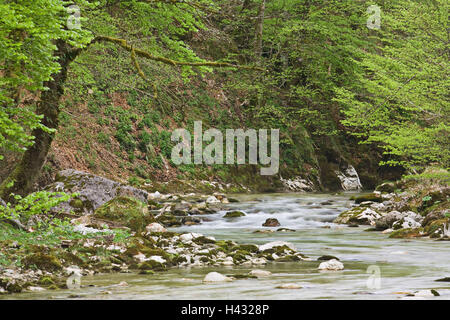 L'Autriche, Parc National de Kalkalpen, Krumme Steyrling, Rocky stream in forest Banque D'Images