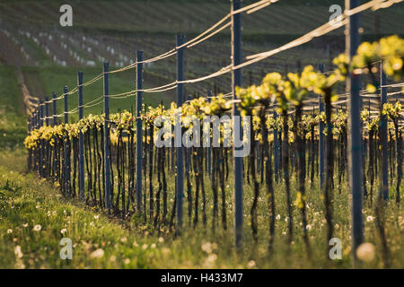 L'Autriche, de Baden, près de Vienne, vignobles, viticulture, printemps, Banque D'Images