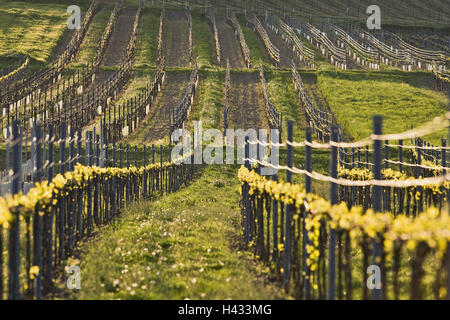 L'Autriche, de Baden, près de Vienne, vignobles, viticulture, printemps, Banque D'Images