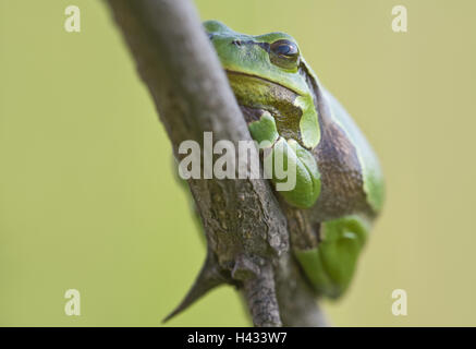 Européenne, grenouille rainette, Hyla arborea, Banque D'Images