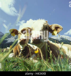 Autriche, Tyrol, Gaistal, ALP, les veaux, les animaux, les animaux, l'élevage, les jeunes animaux, vaches, mensonge, herbe, été, à l'extérieur, deux, ensoleillée, montagnes, Banque D'Images