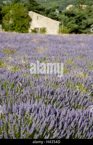 France, Provence, Vaucluse, Sault, champ de lavande, d'arrière-plan, la maison de l'été, le sud-est de la France, de l'économie, de l'agriculture, les plantes, les plantes utiles, les plantes médicinales, la culture de la lavande, lavande, Lavandula, champ, nature, fleurs, fleurs de lavande, bleu, bleu-violet, l'odeur, l'odeur de lavande, fleurs, plante, série, série, personne ne garde la forêt, moyenne, close-up Banque D'Images