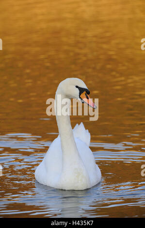 Bosse, le lac Swan, Cygnus olor, soir, de l'humeur, les eaux de surface de l'eau, les oiseaux de l'oie, Anatidae, la nature, nager, la nature, l'animal, l'animal sauvage, cygne, monde animal, oiseau de l'eau, blanc, soir, lumière du soir, la lumière du soleil, la couleur orange, l'humeur, de la réflexion, au crépuscule, près de, l'icône, la loyauté, la propreté, Banque D'Images