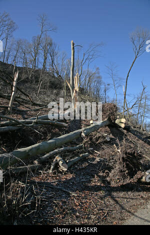 Germany, Bavaria, Landshut, mountain barrack, attaque inflige des dégâts, la Haute-Bavière, bois, troncs, brindilles, branches, mensonge, chute dans uncompletedly, déraciner, cyclone, rupture du vent, la destruction, les changements climatiques, effet de serre, la météo caprioles, catastrophe, catastrophe naturelle, Banque D'Images