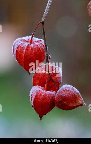 Lampe chinoise, Physalis, mûr, flou, Banque D'Images