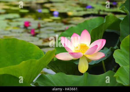 Indian fleur de lotus Nelumbo nucifera, Banque D'Images