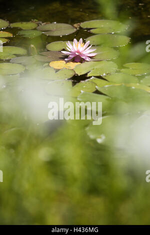 Étang, nénuphar, Nymphaea spec., oranger, rose, lac, étang d'eau, usine, usine de traitement de l'eau, étang, l'eau de l'usine Usine de Lily, Nymphaeaceae, fleur, lotos, water lily blossom blossom, période, Bloom, une feuilles, la nature, la botanique, la végétation, Banque D'Images