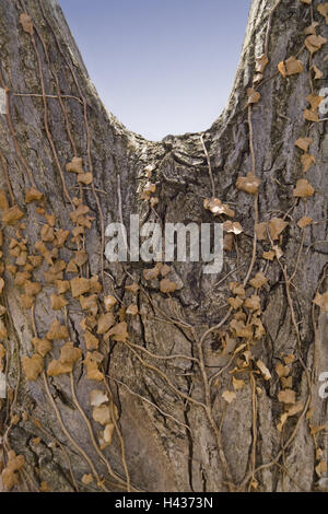 Noyer, Juglandacées, entrejambe, détail, arbre, tronc, souche, l'écorce des arbres, vieux, chauve, en bois, la nature, la bifurcation, le lierre, la croissance, feuilles, s'assèche, Banque D'Images