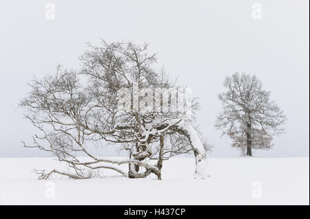 Paysage d'hiver, cauchemar de la Souabe, Baden-Wurttemberg, Allemagne, Banque D'Images