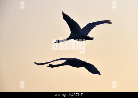 Cygnes bosse, Cygnus olor, deux, vol, silhouette, nature, animaux, oiseaux, cygnes, des couples, lumière du soir, voler, les oiseaux de passage, les ailes, étiré, Banque D'Images