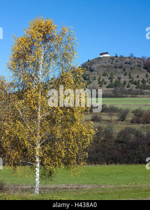 Allemagne, Bade-Wurtemberg, Burladingen - pour les choses de saumon, saumon, Kornbühl's things the nightmare, souabe, Baden-Wurttemberg, arbre, montagne, bouleau, Burladingen, Allemagne, automne, bande, Kornbühl, hilltop cauchemar, paysages, pour les choses de saumon, du saumon Banque D'Images