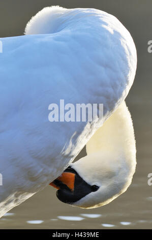 Hump, Swan Cygnus olor, soins de plumage, vue latérale, détail, Banque D'Images