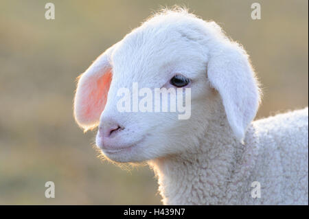 Mouton mérinos, jeune animal, portrait, Banque D'Images