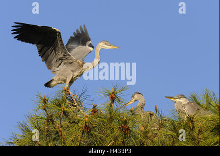 Héron cendré Ardea cinerea, trois, de l'arbuste, détail, Banque D'Images