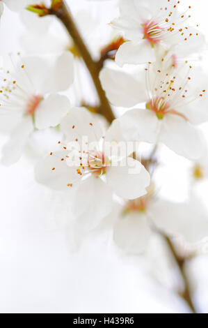 Prunellier, Prunus spinosa, fleurs, détail, prunelle, Banque D'Images