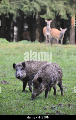 Les sangliers, Sus scrofa, Banque D'Images