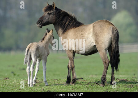 Dülmener de chevaux sauvages, jument, Poulain, l'Allemagne, l'Nordrheinwestfahlen, point d'intérêt, monument naturel, l'Wildpferdgestüt, réserve naturelle, la conservation de la nature, chevaux, course de cheval, les jeunes animaux de compagnie, animaux, à l'extérieur, l'ensemble du corps, Banque D'Images