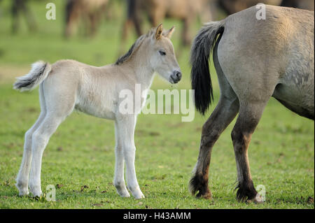 Dülmener de chevaux sauvages, mare, détail, Poulain, l'Allemagne, l'Nordrheinwestfahlen, point d'intérêt, monument naturel, l'Wildpferdgestüt, réserve naturelle, la conservation de la nature, chevaux, course de cheval, les jeunes animaux de compagnie, animaux, à l'extérieur, Banque D'Images