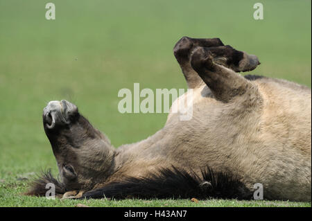 Dülmener de chevaux sauvages, prairie, cheval, rouleau, détail, l'Allemagne, l'Nordrheinwestfahlen, point d'intérêt, monument naturel, l'Wildpferdgestüt, réserve naturelle, la conservation de la nature, chevaux, course de cheval, des mammifères, des animaux, de l'extérieur, animal grégaire, tout seul, bac Banque D'Images