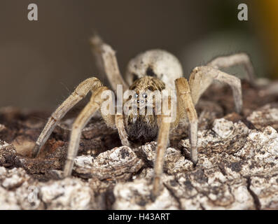 Wolf spider, Alopecosa fabrilis, nature, animaux, insectes, d'araignées, les arachnides, medium close-up, poilu, l'espèce animale, met en danger, Banque D'Images