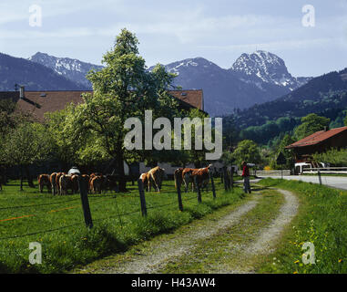 L'Allemagne, la Haute-Bavière, baignoire Brook Feiln, ferme, les pâturages, les vaches, l'arrière-plan, en pierre de la bobine, touristiques, de l'Allemagne du Sud, Bavière, lieu, maison, toit de maison, ferme, pâturage, clôture, vache, troupeau, l'agriculture, les arbres, les animaux, les animaux, à l'extérieur, mountai Banque D'Images