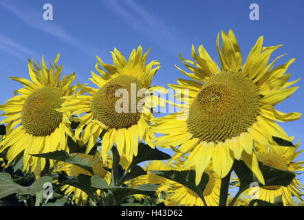 Le tournesol, les plantes, champ de tournesol, fleurs, fleurs, fleurs de tournesol, jaune, éclat, résumé, la culture, l'agriculture, l'été, l'Allemagne, Bade-Wurtemberg, Banque D'Images