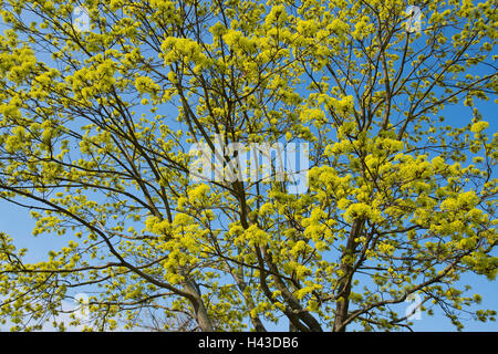 Érable de Norvège (Acer platanoides), la floraison, ciel bleu, Thuringe, Allemagne Banque D'Images