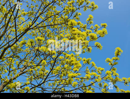 Érable de Norvège (Acer platanoides), la floraison, ciel bleu, Thuringe, Allemagne Banque D'Images