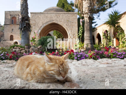 Monastère d'Agia Napa, Chypre du Sud, cour intérieure, chat, dormir, Banque D'Images