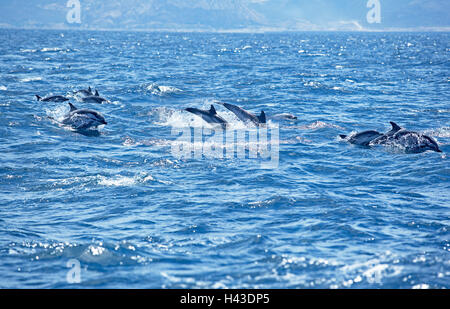 Dauphins bleu et blanc (Stenella coeruleoalba) nager ensemble, Détroit de Gibraltar, Andalousie, Espagne Banque D'Images