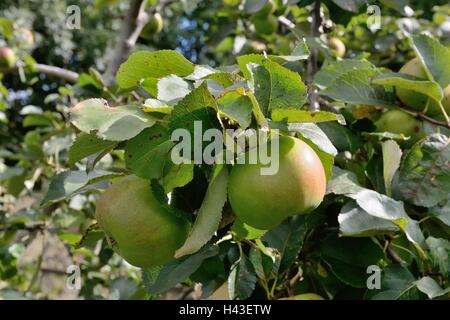 Close-up de pommes de plus en plus sur la branche d'un arbre en Ecosse, Royaume-Uni Banque D'Images