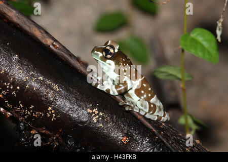 Crapaud, Direction générale de la grenouille, Phrynohyas resinifictrix feuillage, vue de côté, l'Amazonie, forêt tropicale, des animaux, des amphibiens, grenouille, animal sauvage, feuillage frog, grenouille Amphibiens, Hylinaea, Banque D'Images