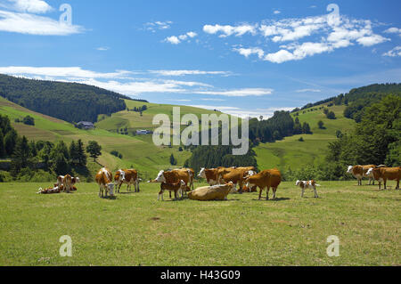 Allemagne, Bade-Wurtemberg, Forêt Noire, vallée de la cathédrale, le décor, les pâturages, les vaches, au sud de la Forêt Noire, hill, Montagnes, prairies, bois, les pâturages de montagne, ensoleillée, l'été, ciel, bleu, des maisons, de l'agriculture, de bêtes, l'élevage, en gardant les troupeaux, les animaux, l'accent de vache, Banque D'Images