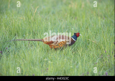 Meadow, chasse faisan, Phasianus colchicus, Manly, preview, herbe, animaux, animaux sauvages, oiseaux, gallinacés, faisan, faisan, faisan noble touchez, petit homme, plumage, de couleurs vives, individuellement, seul, éleveur, vue de côté, la nature, la faune, l'ensemble du corps, matin, rosée, copiez l'espace, Banque D'Images