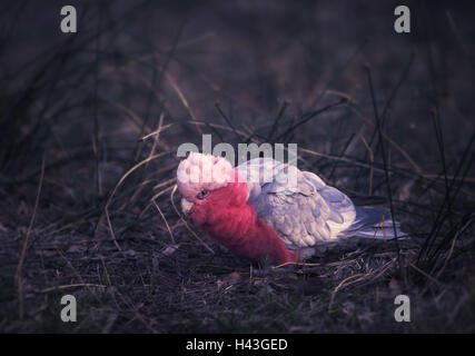 Cacatoès Rosalbin sauvage oiseau (Eolophus roseicapilla) se nourrissant de graines à Victoria, Australie Banque D'Images