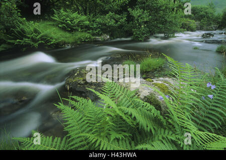 Grande Bretagne, Ecosse, Glen Lyon, forest Brook, fougère, vallée, l'été, Banque D'Images