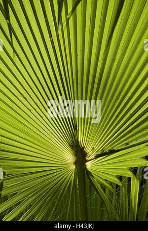 Les feuilles de palmier, medium close-up, les plantes, la végétation, Palm, Palm professionnel, feuilles, Washingtonia, échantillon, lignes, structure, ensoleillée, vert, la lumière, la croissance, la botanique, Banque D'Images