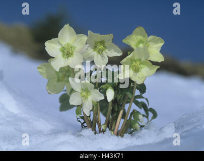 Roses, neige, neige, Helleborus niger Banque D'Images