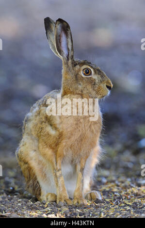 Lièvre brun Lepus europaeus, Banque D'Images