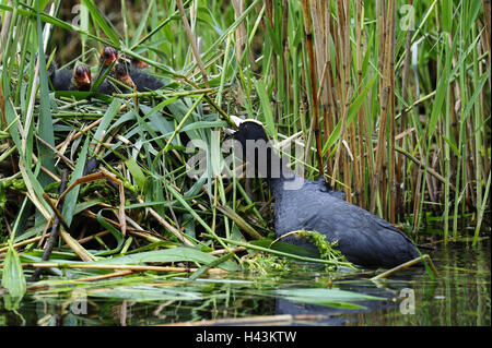 Foulque Fulica atra, nid, les jeunes animaux, Banque D'Images