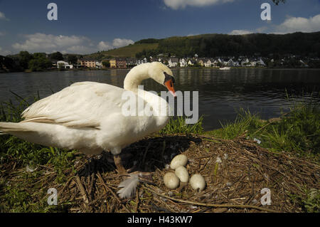 Swan bosse, divines, Swan Cygnus olor, nid, oeufs, Banque D'Images