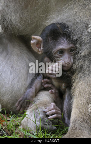 Barbary macaque, Macaca sylvanus, Barbary macaque, jeune animal, assis, Banque D'Images