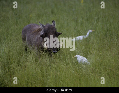 Pré, wild pig papille, le héron, la faune, monde animal, animaux, animal, cochon papille, cochon, animal sauvage, de mammifères, d'oiseaux, Banque D'Images