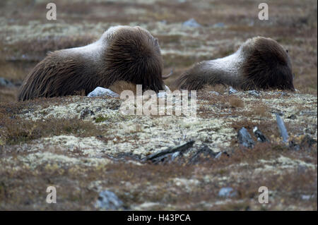 Le bœuf musqué, Ovibos moschatus, deux, la Norvège, Dovrefjell, automne, Banque D'Images