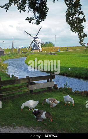 Les Pays-Bas, en Hollande-septentrionale, Enkhuizen, musée du Zuiderzee, prairie, oies, Banque D'Images