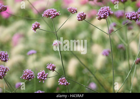 Verveine, Verbena bonariensis argentin, détail, Banque D'Images