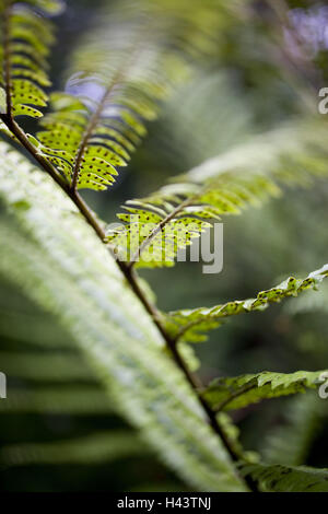Fronde de fougère, détail, Banque D'Images