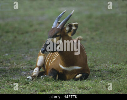 L'Afrique, de l'antilope bongo, Tragelaphus eurycerus,, prairie, mensonge, monde animal, animal, animal sauvage, d'un mammifère, l'antilope, l'antilope de forêt, bongo, fourrure, brun-rouge, l'échantillon, modèle de manteau, de cinéma, de cornes, de la faune, Banque D'Images