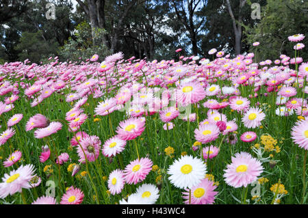 Superbe domaine de marguerites sur papier rose au King's Park Botanic Garden bordé d'arbres à Perth, Australie occidentale. Banque D'Images